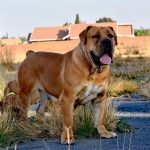 Bulawayo council intensifies crackdown on dog owners