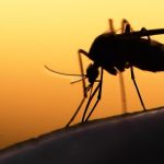Les résidents de Limpopo ont mis en garde contre le risque possible d'augmentation des transmissions du paludisme