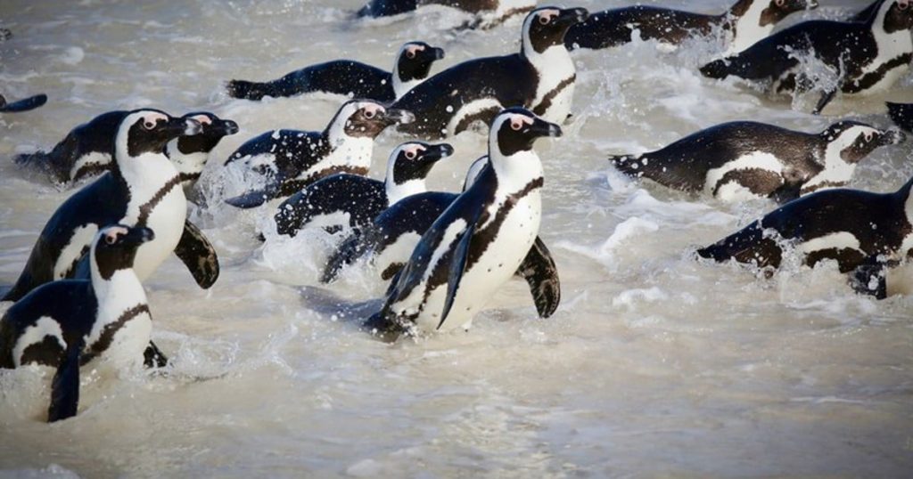 ONGOS Haul Govt au tribunal après avoir autorisé la pêche commerciale autour des colonies de reproduction des pingouins clés