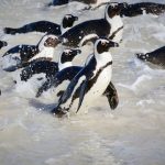 ONGOS Haul Govt au tribunal après avoir autorisé la pêche commerciale autour des colonies de reproduction des pingouins clés