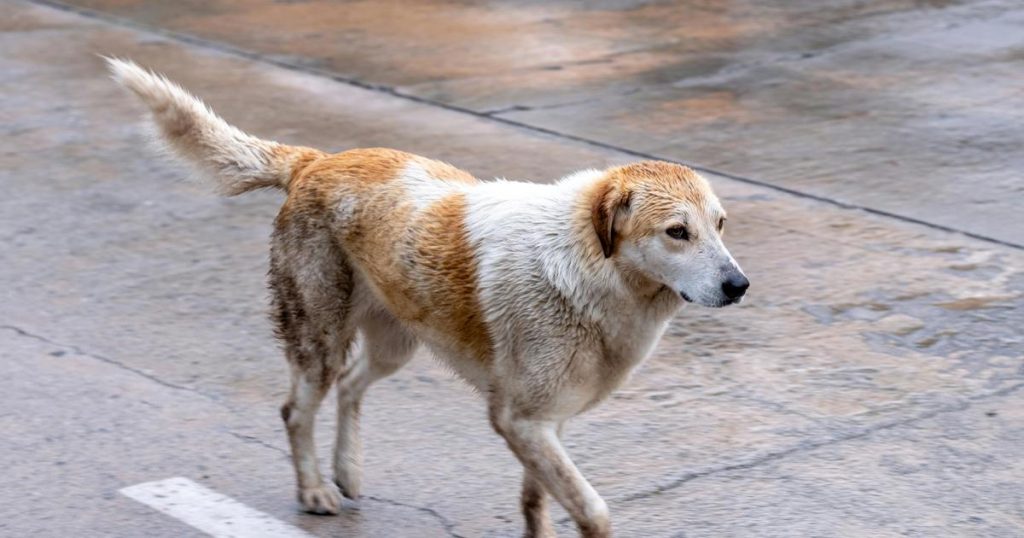SPCA préoccupée par la suralimentation des chiens du Cap
