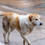 SPCA préoccupée par la suralimentation des chiens du Cap