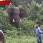 VIDÉO: Les villageois regardent impuissants comme des piles d'éléphants à mort à Meru à Meru