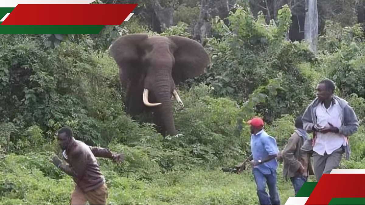VIDÉO: Les villageois regardent impuissants comme des piles d'éléphants à mort à Meru à Meru