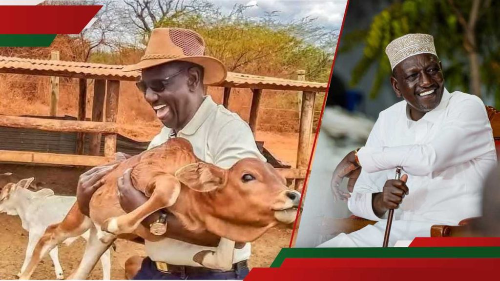 William Ruto appelle les Kenyans opposés aux imbéciles de vaccination sur le bétail: "Mimi Niko Na PhD"