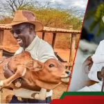 William Ruto appelle les Kenyans opposés aux imbéciles de vaccination sur le bétail: "Mimi Niko Na PhD"