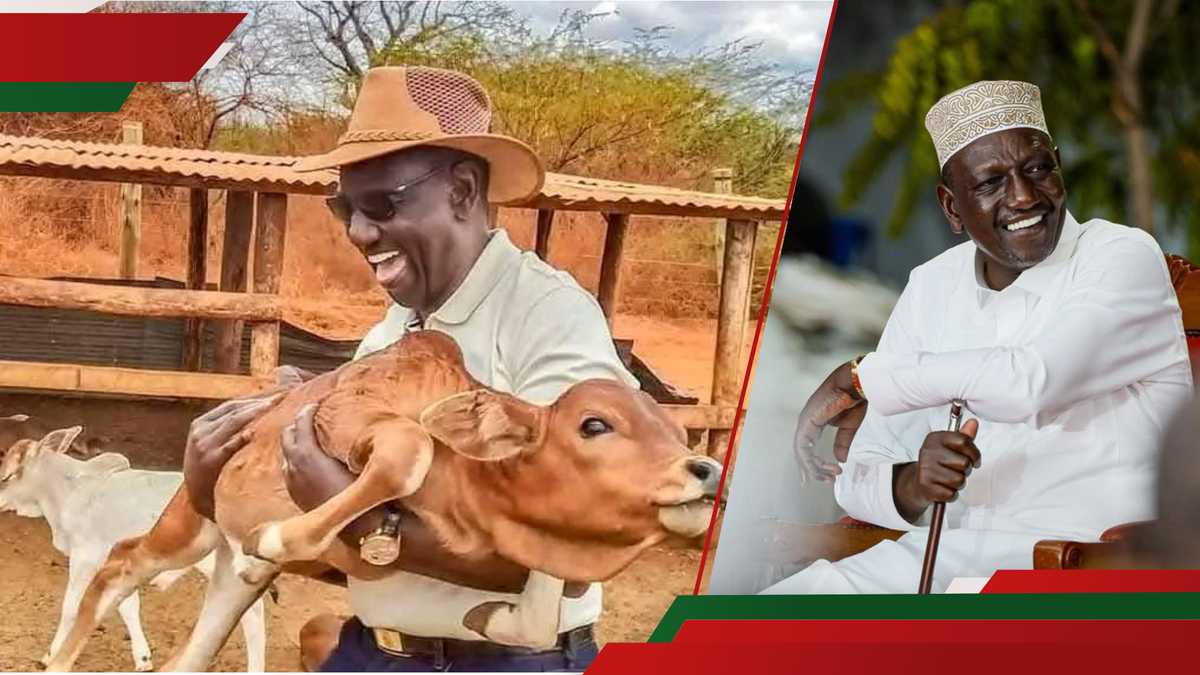 William Ruto appelle les Kenyans opposés aux imbéciles de vaccination sur le bétail: "Mimi Niko Na PhD"