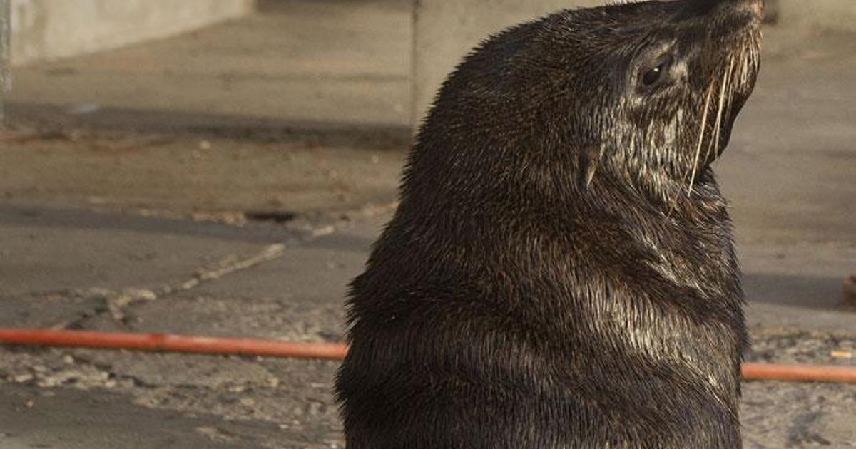 Conseils pour identifier un sceau en détresse et que faire