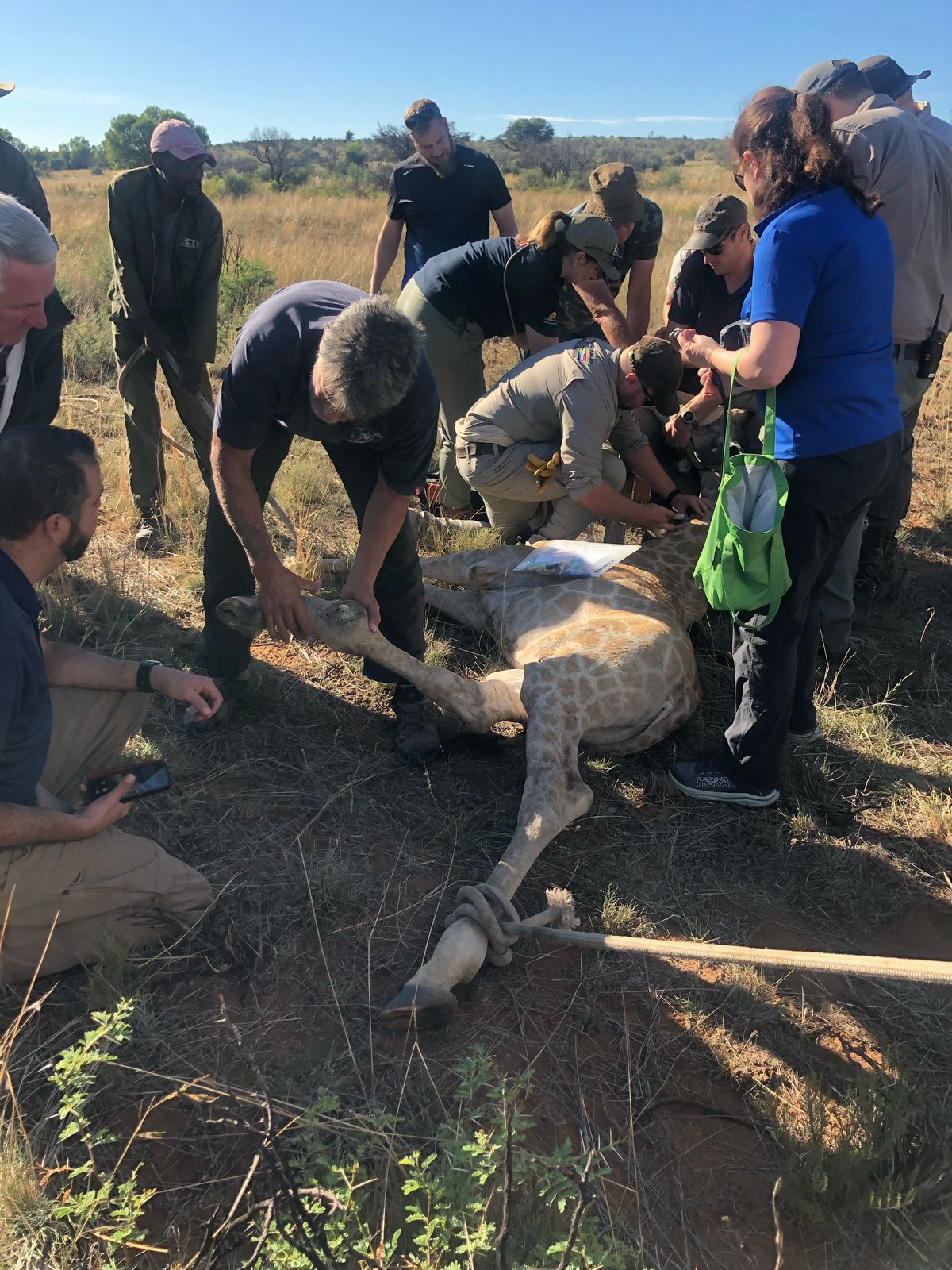 The complex rescue operation to stabilise the giraffe’s injury in a remote setting.
