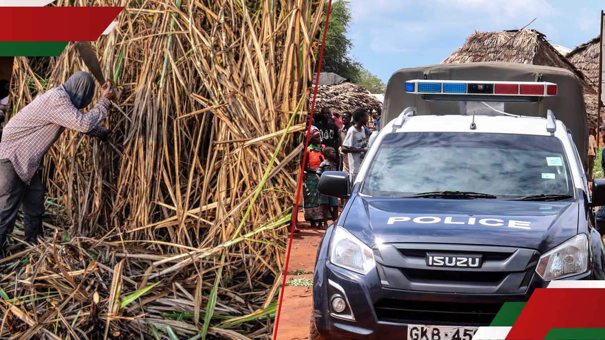 Kisumu: Étudiant de forme en décomposition de la forme 4 trouvé déversé dans une plantation de canne à sucre