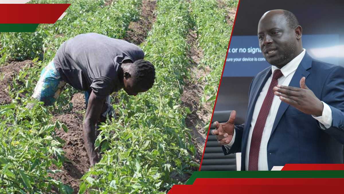 L'excitation en tant qu'agriculteurs de Migori obtient des millions de personnes en compensation pour le programme d'irrigation: "Nous sommes heureux"
