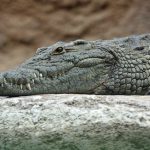 Alluvial gold panner killed in crocodile attack