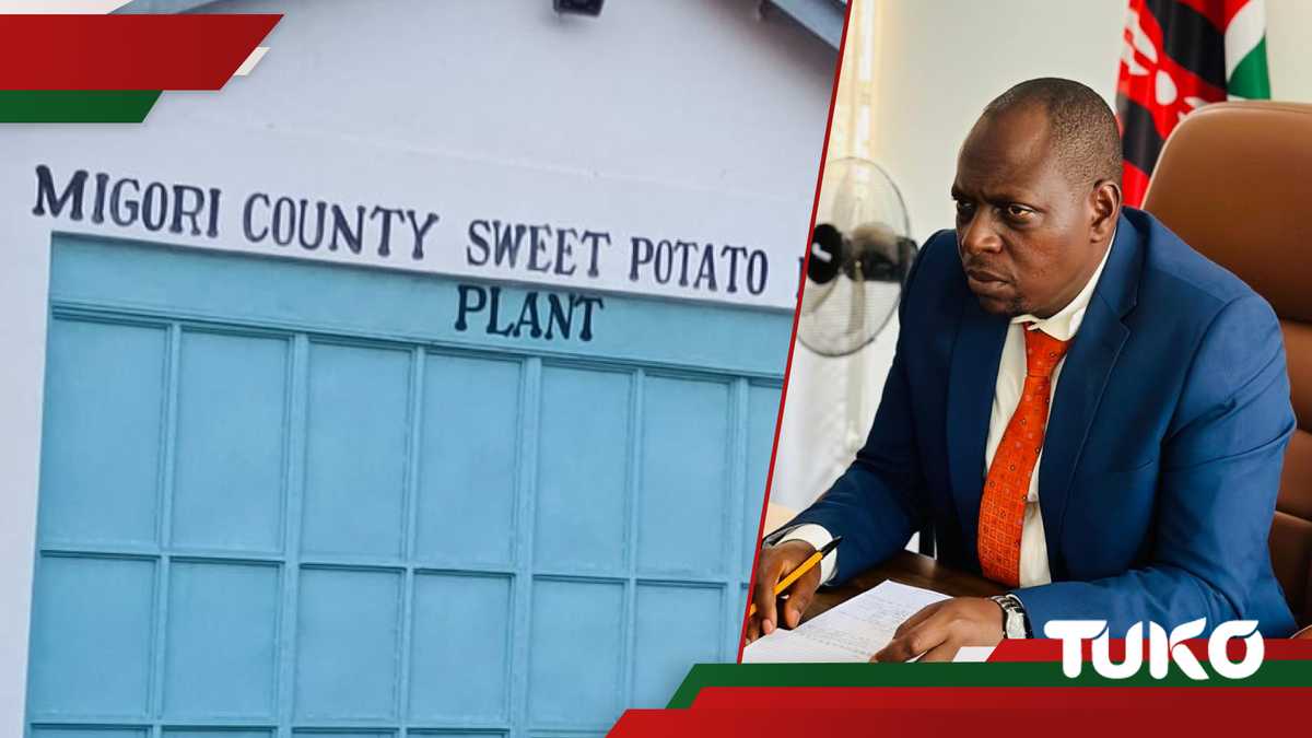 Plant Getong'anya: Ksh 117m Migori 'White Elephant' qui a donné aux agriculteurs de patates douces faux espoirs