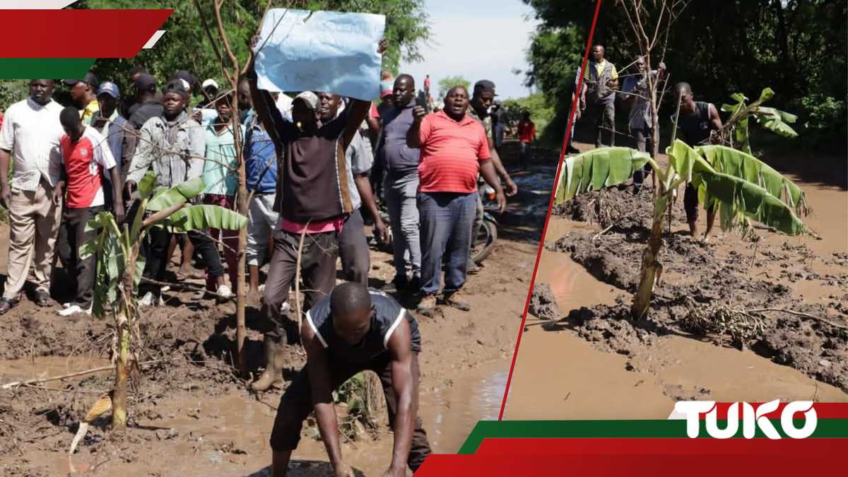 Homa Bay: les résidents de Sindo protestent en plantant des bananes sur une route impraticable et boueuse