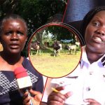 Kakamega: les membres de gangs présumés de «Jeshi Jinga» arrêtés, 15 vaches récupérées