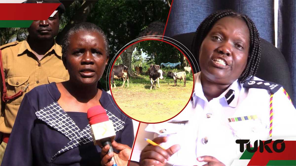 Kakamega: les membres de gangs présumés de «Jeshi Jinga» arrêtés, 15 vaches récupérées