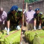 Kisii: Nacada saisit un énorme transport de Bhang alors que le seigneur de drogue suspecté échappe à Raid