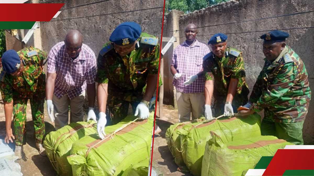 Kisii: Nacada saisit un énorme transport de Bhang alors que le seigneur de drogue suspecté échappe à Raid