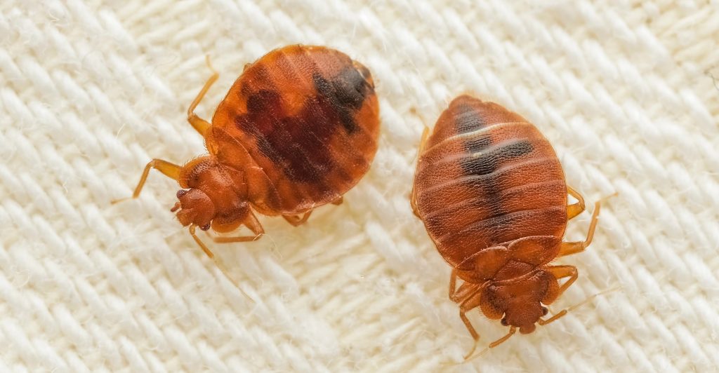 City of Harare says bed bugs infestation confined to Mbare, investigating other reported areas