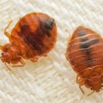 City of Harare says bed bugs infestation confined to Mbare, investigating other reported areas