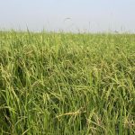 Rice Farm