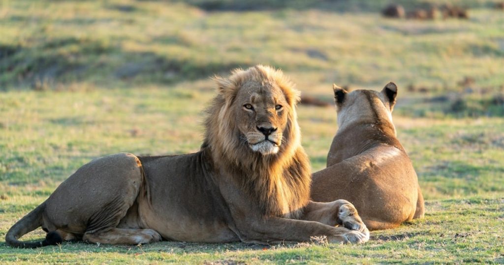 Les responsables de la faune de Mpumalanga capturent 1 des 2 lions errant près de Bushbuckridge