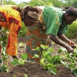 Peasant Farmers
