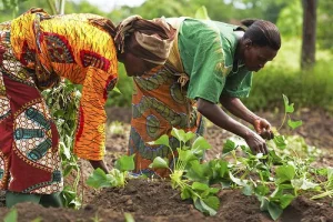 Peasant Farmers