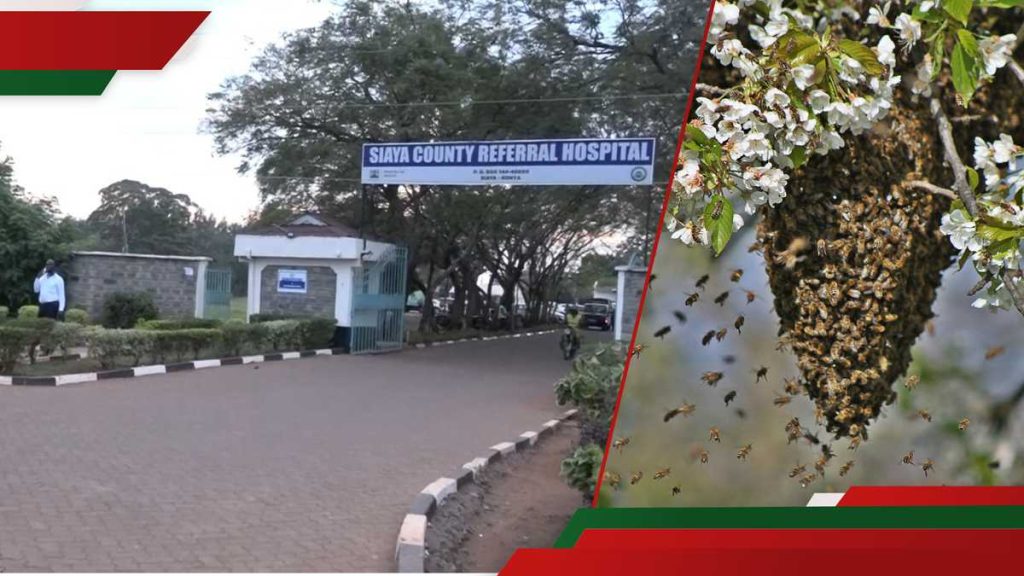 Siaya: Un agent de l'agriculture à la retraite décède après avoir été piqué par des abeilles dans sa ferme
