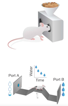 Diagramme de la souris collant le museau dans un port avec un cône de nourriture au-dessus, et diagramme d'une souris sur un pont entre deux murs avec peu d'eau ou plus d'eau