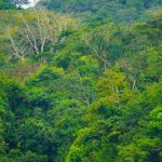 The Ituri forests are home to a rich diversity of peoples and the global significance of ecosystem services and biodiversity of the area is particularly strategic as part of the 30x30 objective. Credit: GGelin/WCS