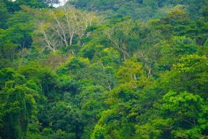 The Ituri forests are home to a rich diversity of peoples and the global significance of ecosystem services and biodiversity of the area is particularly strategic as part of the 30x30 objective. Credit: GGelin/WCS