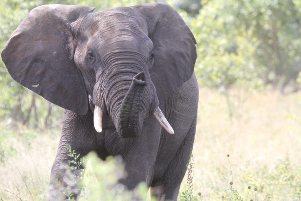 Human-wildlife conflict: Elephant tramples Kariba man to death 