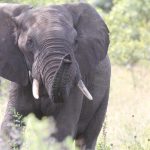 Human-wildlife conflict: Elephant tramples Kariba man to death