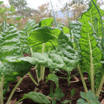 From tackling hunger, poverty and inequality to responding to climate change to safeguarding biodiversity and expanding nutritional choice, agroecology echoes the goals of the 2030 Agenda. - Picture by PORET-Zimbabwe.