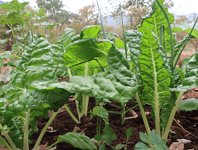 From tackling hunger, poverty and inequality to responding to climate change to safeguarding biodiversity and expanding nutritional choice, agroecology echoes the goals of the 2030 Agenda. - Picture by PORET-Zimbabwe.