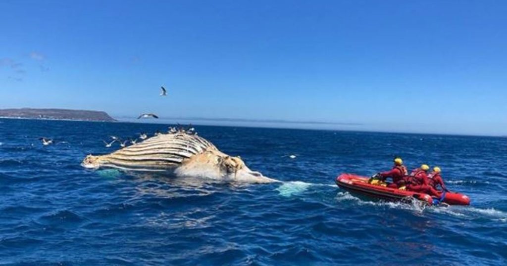 Les experts marins avertissent la pêche irresponsable au risque croissant de risques d'empressions de baleines
