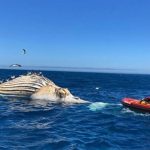 Les experts marins avertissent la pêche irresponsable au risque croissant de risques d'empressions de baleines
