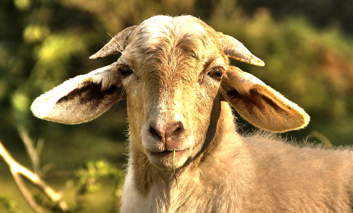 Man commits suicide after killing neighbour who accused him of stealing a goat
