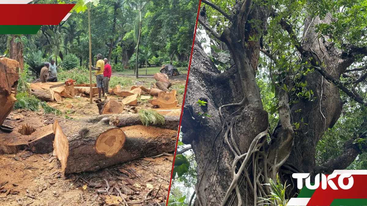 Mombasa: le tumulte comme un arbre géant des jardins d'Uhuru est coupé, des centaines de chauves-souris laissées dans le froid