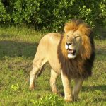Panic grips Chegutu residents after sighting of stray lion