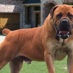 WATCH: Marlborough residents speak after dogs attack primary school pupil