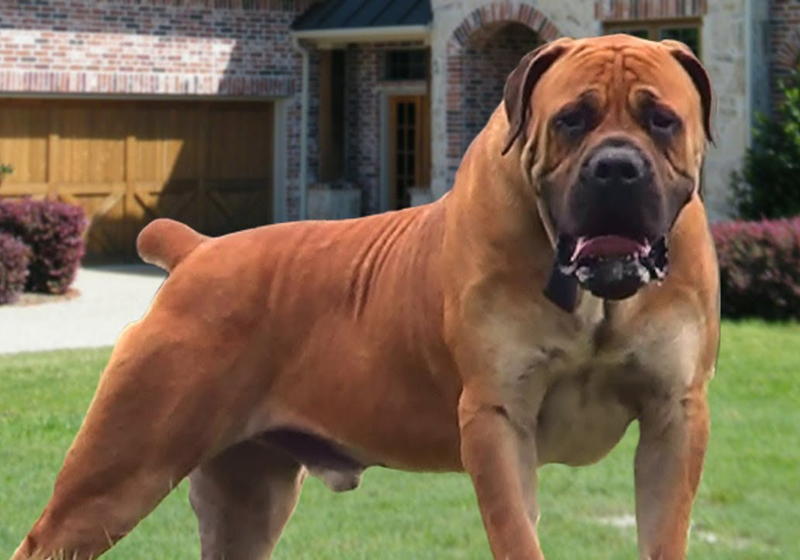 WATCH: Marlborough residents speak after dogs attack primary school pupil