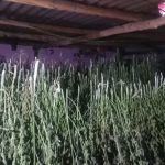 14 suspects arrêtés dans le cadre de la plantation de marijuana illégale KZN