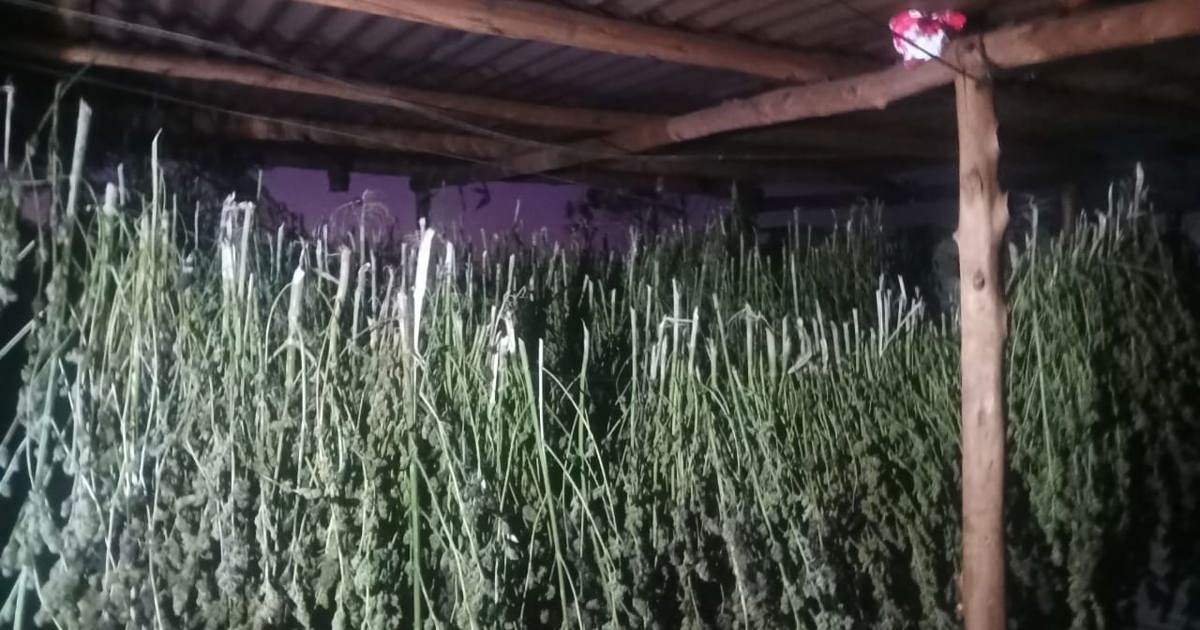 14 suspects arrêtés dans le cadre de la plantation de marijuana illégale KZN