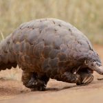 Pair to serve 9 years imprisonment each for trafficking a live pangolin