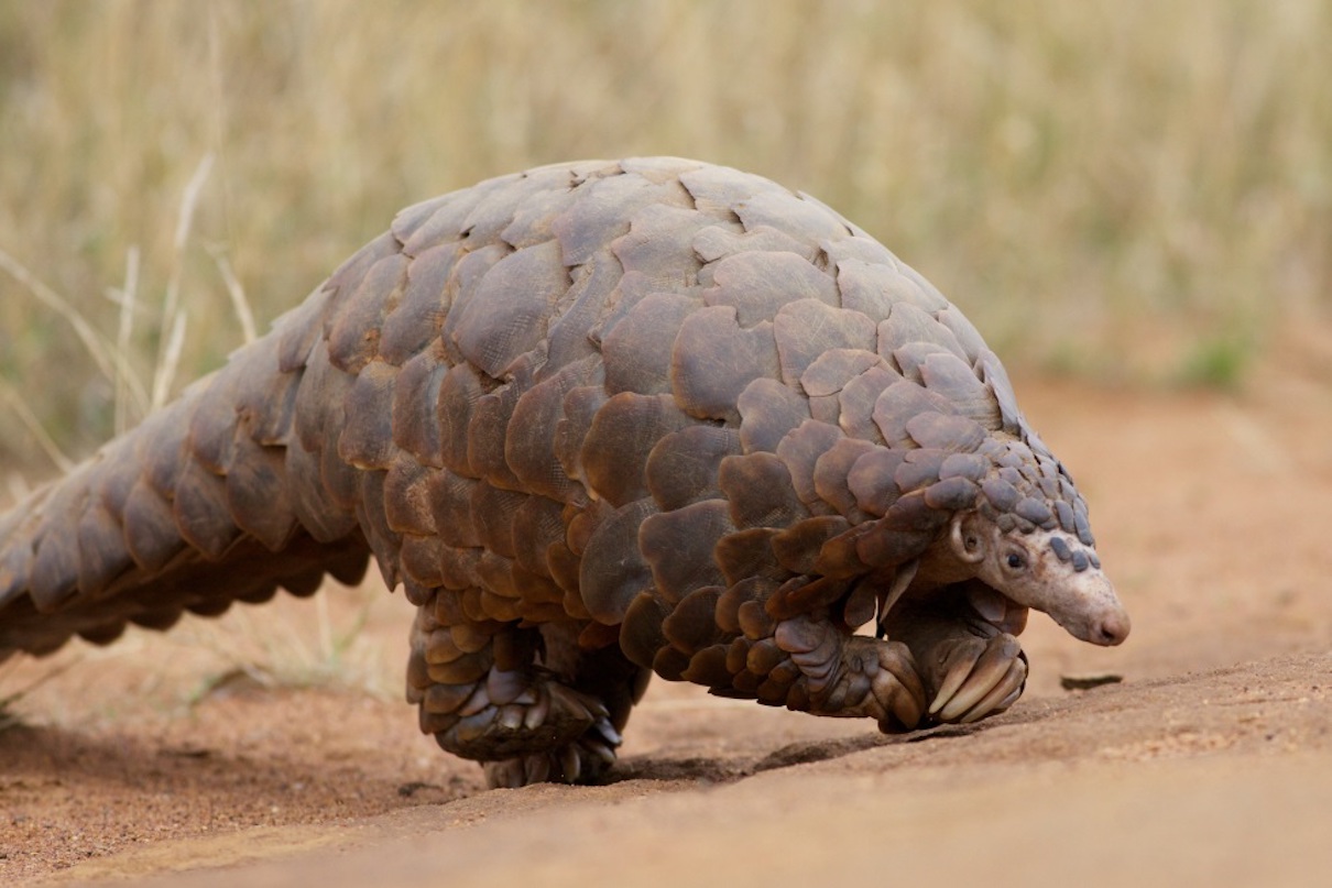 Pair to serve 9 years imprisonment each for trafficking a live pangolin 
