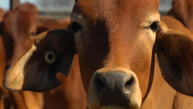 Duo caged 15 years each for stock theft