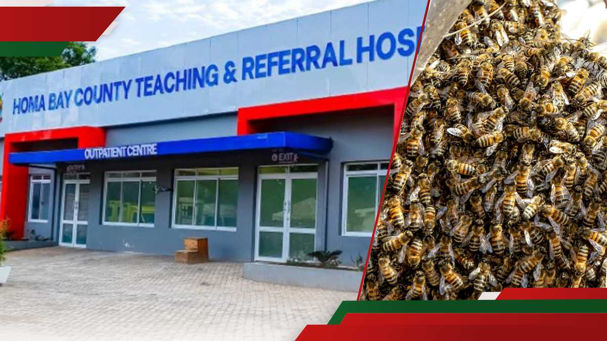 Homa Bay: Le chagrin comme une grand-mère de 70 ans est piqué à mort par essaim d'abeilles