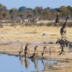 Zimbabwe launches wildlife translocation programme to restore biodiversity at national park